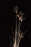 Capillary hairsedge